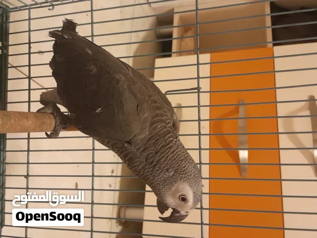 متوفر مجموعه ببغاء زنجباري الكاسكو