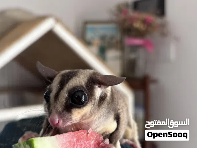 للبيع for sale
