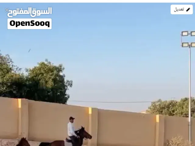 فرس العمر 5 سنين