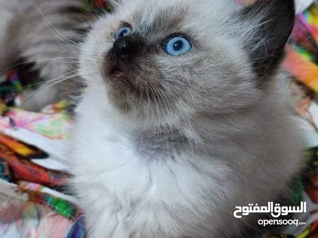 les chat siamois et oungoura