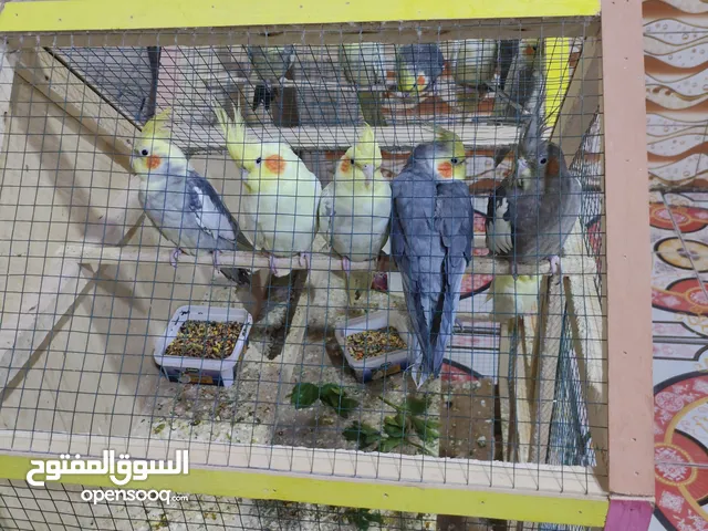 كوكتيل للبيع مال محميه تبزير عراقي