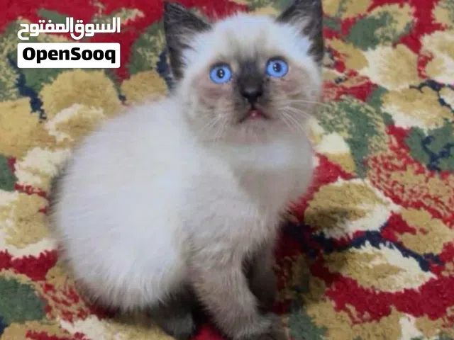 chat siamois Himalayan pur race