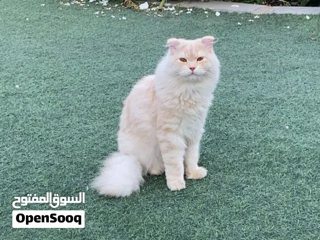 قط شيرازيب .......