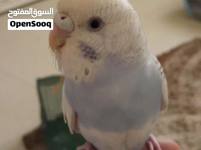 طير بادجي ربوه اليف ولعوب
