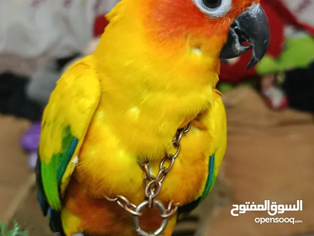 مناح للبيع ببغاء صن كنيور بايد هادى واليف ومدرب تفريخ مصرى دبله مغلقه مستوى رائع جدآ ومميز