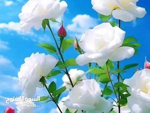 عبد