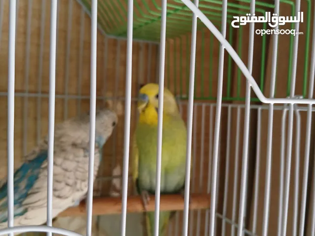 طيور بادجي