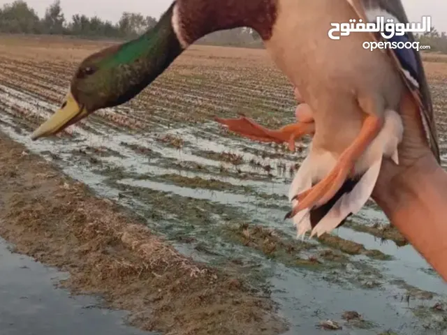 سلام عليكم اطيور حرا اخضيري وامسك  عدل ومضبوح