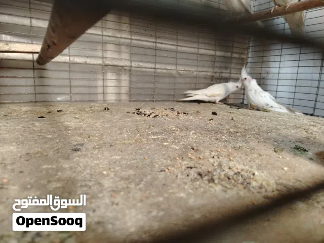 افراخ كوكتيل