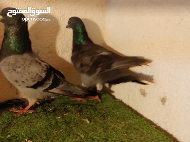 حمام للبيع