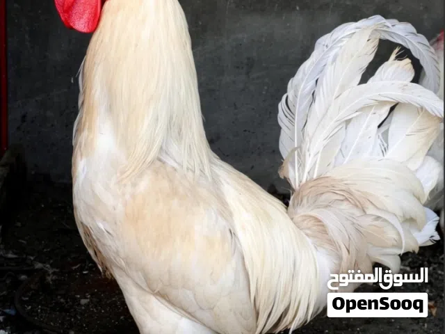 زوج ابيض  ديج ودجاجة عرب
