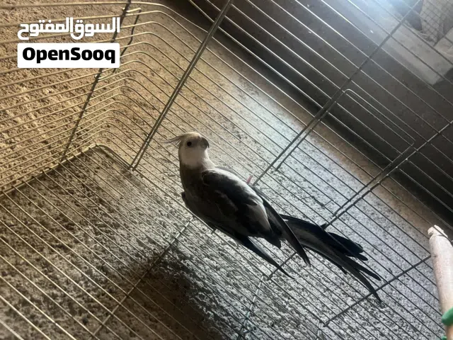 جوز وايت فيس للبيع