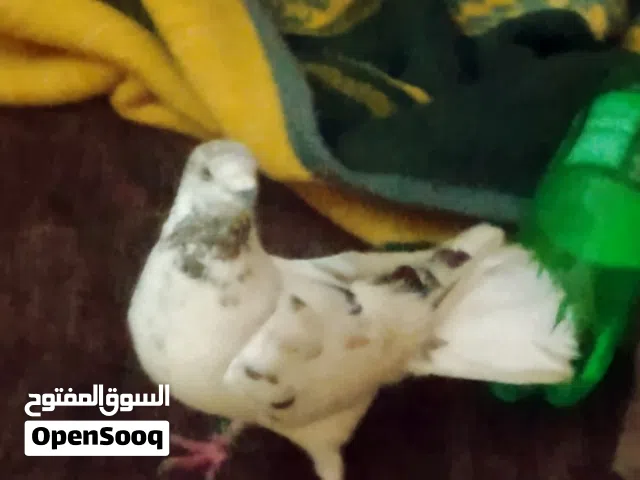 يوجد طيور حمام  جواز  للبيع بسعر طري انواع  في السلط
