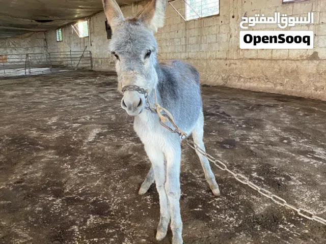 موجود كره للبيع