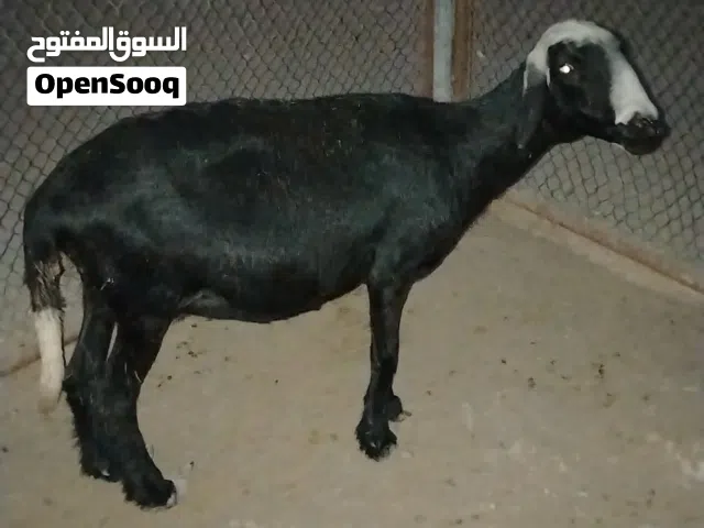 جاعده تهجين