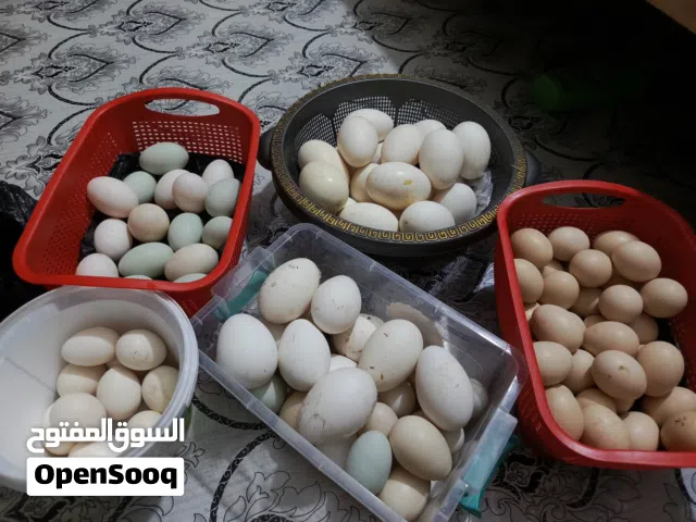 بيضه بطه وبيض دجاج وبيض بش للبيع مكان حي نتصار بصره