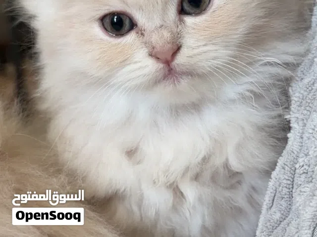 قطط لتبني برسوم