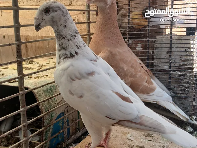 جواز حمام نخب كلو شغال وتحتو بيض