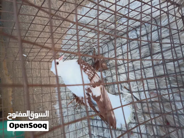 طرف نورس للبيع مواصفات ربي يبارك