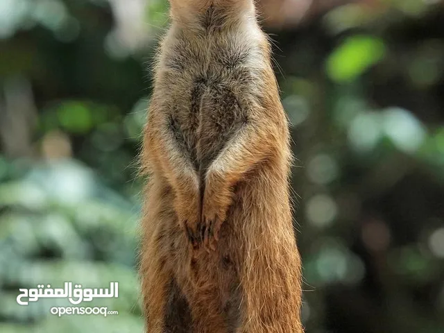 ميركات ذكر