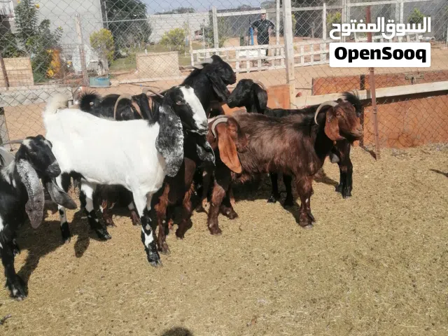 ماعيز للبيع