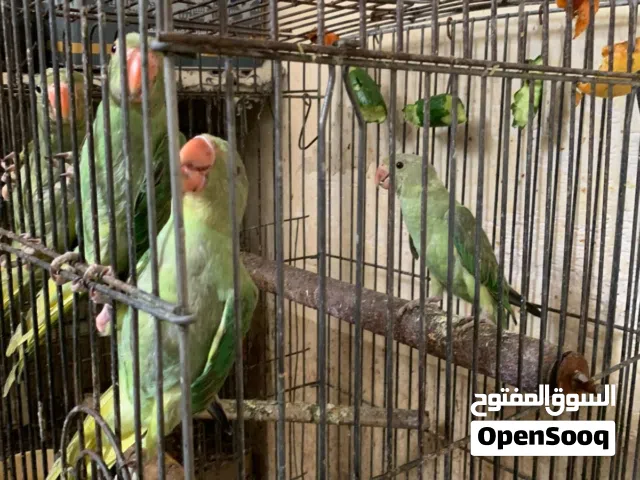 وجبة دره خشنة عدد 4 عمر 3 شهر لون اخضر