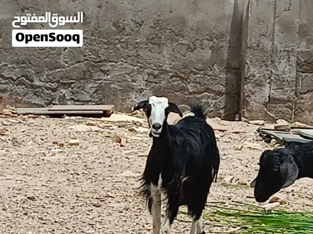 ماعز عماني