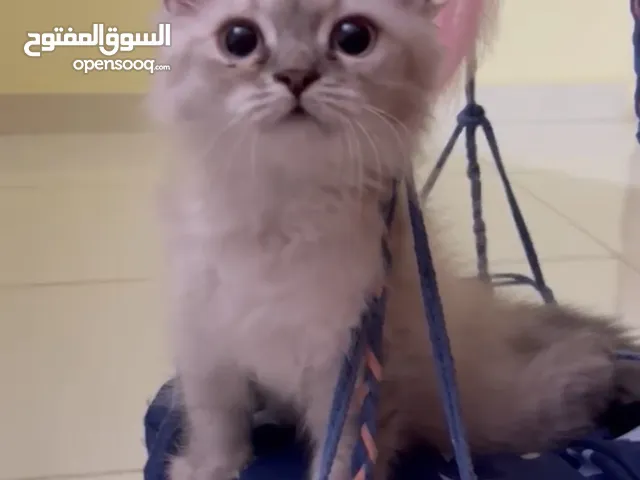 كيتين ميكس هيمالايا بيكي فيس مع أغراضها