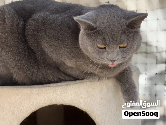 قطه اليفه (البيع بالأقساط)