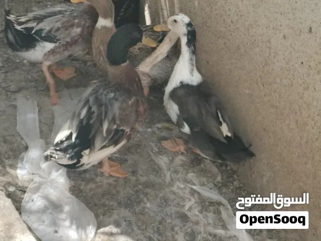 بط عماني للبيع