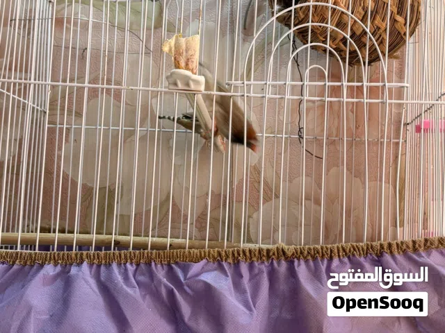 طيور فنجس زيبرا الجامبو انثى وذكر
