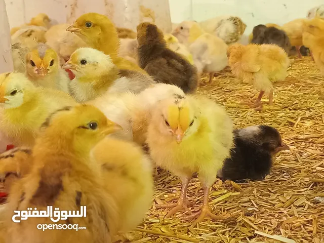 صيصان هجين محلي ×فرنسي