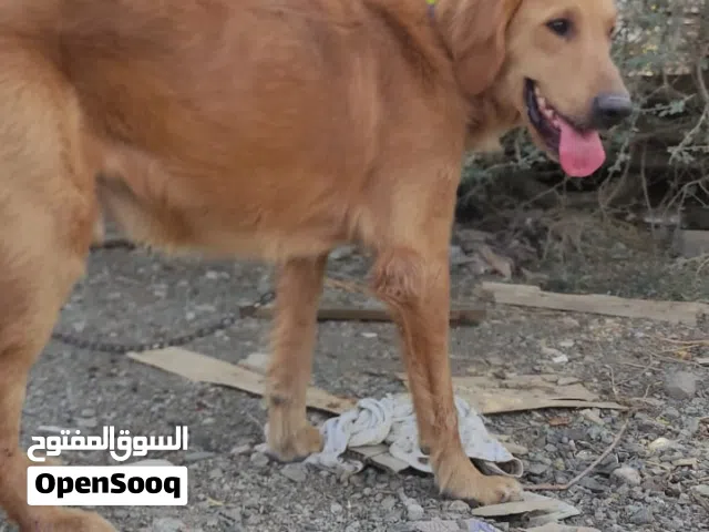 كلب جولدن اليف