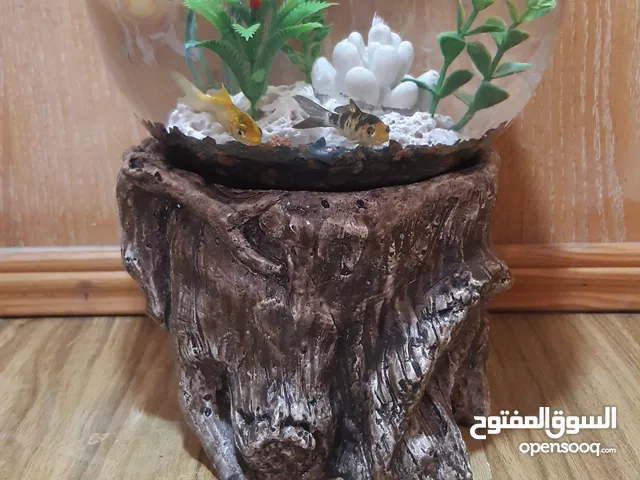حواض مع قاعده