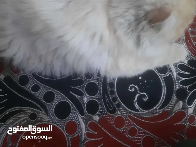 قطه امريكي حجم صغير لون ابيض شعر طويل