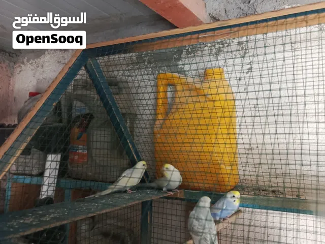 طيور حب تركيبة ريمبوا مخاليف