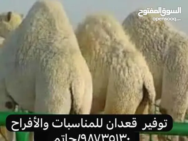 للبيع قعدان محليه