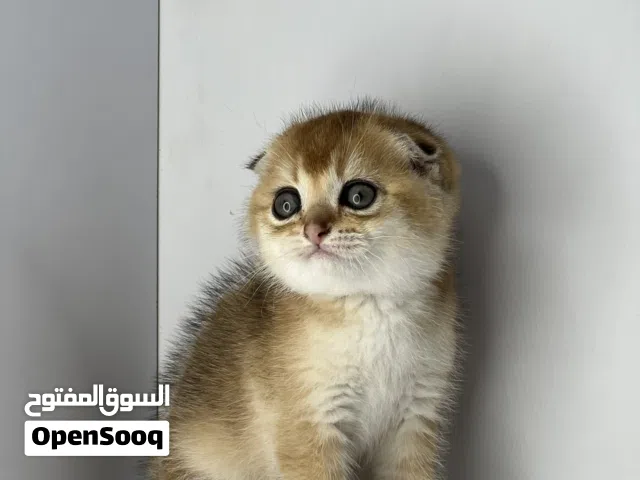 سكوتش تربل فولد جولدن بيور من الأب الأول من ارقى المستويات على الاطلاق