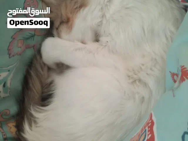 Female mix breed for adoption