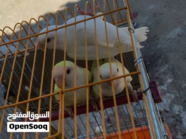 3 طروف بركاديلو روز