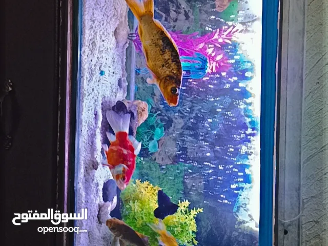 حوظ سمك تفصيل حجم 80سانتي سمكو 8ملي الحوظ بصلاه عنبي للبيع لعدم التفرغ