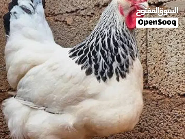 بسم الله ماشاء متاح فراخ  سايكس ابيض  انقليزي انتاجيه بامتياز  مناعه عاليه جوده في اللحوم عدد 50 عمر