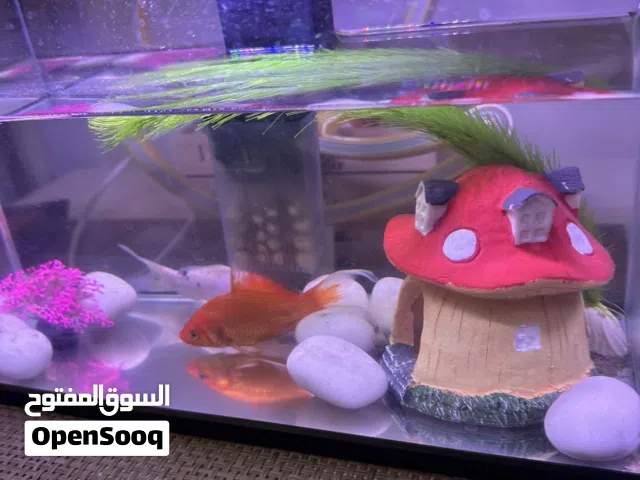 حوض جميل جديد ملاحظة بدون الأسماك بس مع أغراضه والزينة
