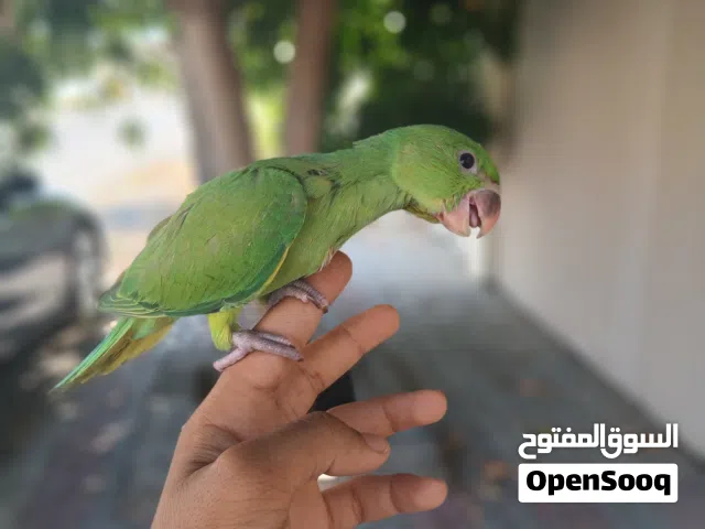 للبيع فروخ دره  يوجد توصيل عن طريق مندوب