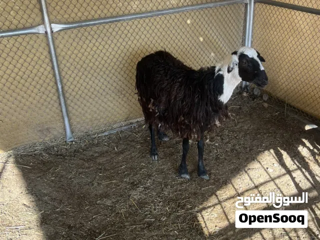 جدايه صلاليات و كبش عماني سعر مناسب للجميع