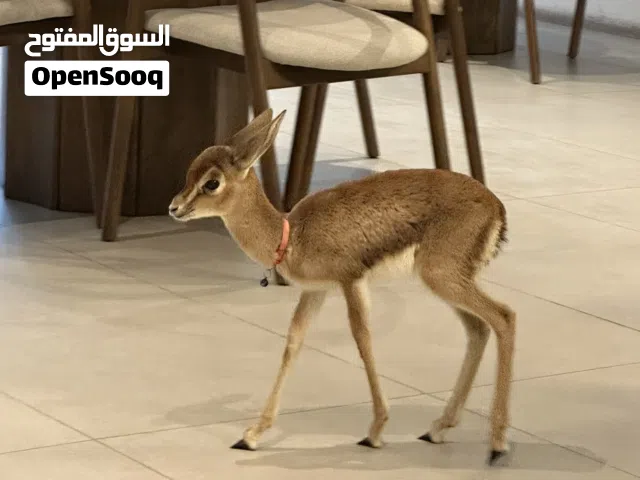 غزال للبيع ( انثى )الديماني