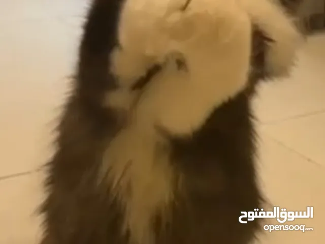 قط شيرازي للبيع