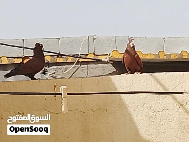 حمام بغدادي وياهن افراخهن شرط صحه