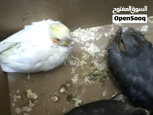 فروخ كوكتيل فالعين