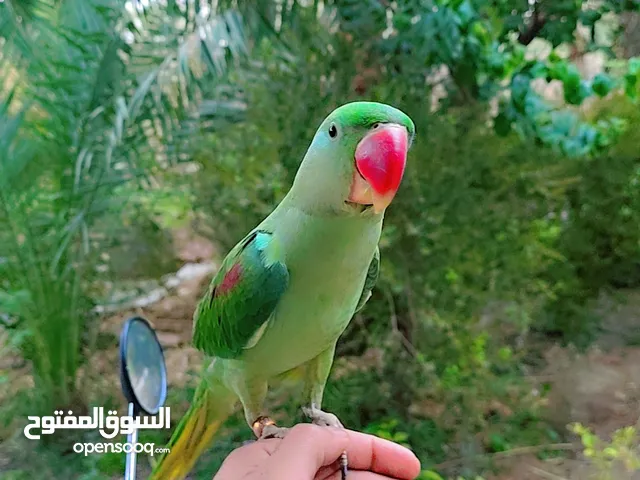 ببغاء دره نيبالي
